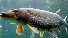 Pike: érdekes tények az édesvízi ragadozóról