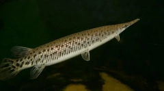 Pancire pike