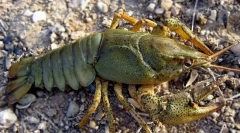 Széles szemű folyó rák