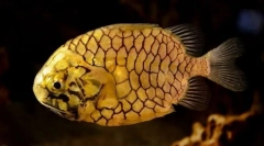 Ausztrál elfogultság