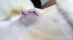 A sterilizálás után a macska hasának ütközése: érdemes aggódni