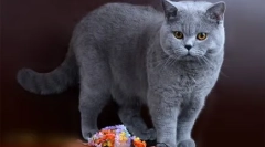 Csokoládé brit: mimmerikus plüss macskák