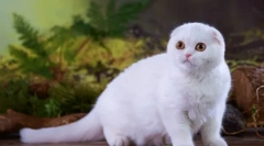 Scottish fold macska - fajta standard, karakter, tartalom jellemzői