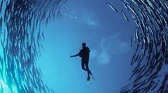 Az ember zajja megöli a halat