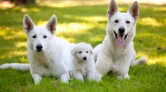 Svájci shepherd (fotó): hófehér kutya - halálos és intelligens barát