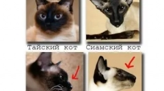 Sziámi macska: kék szemű gyémánt a házban