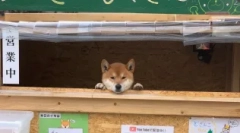 Siba inu: japán kutya mosolyogva