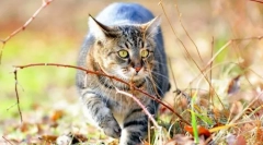 Szibériai macska (fotó): szeretetteljes bolyhos a királyi karakterrel