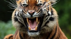 Az állati harapás ereje