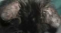 A demodecosis tünetei és kezelése macskában