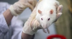 A mycoplazmosis tünetei és kezelése patkányokban, mint a veszélyes betegség