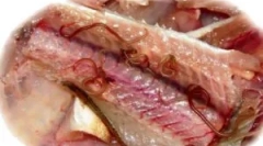 Az opisthorchosis tünetei és kezelése