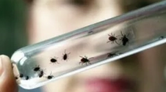 Az encephalitis tünetei egy kullancs után