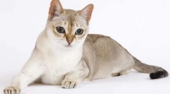 Szingapúr macska (szingapúr)