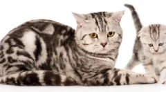 Tenyésztési szervek rendszere