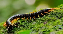 Skolendra (fotó): pet, ahonnan dob egy remegést