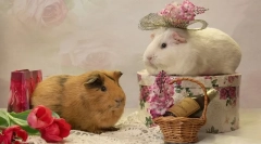 Tengerimalacok áthaladása