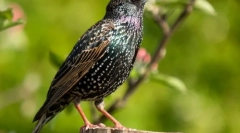 Skzorets (fotók): true spring herald