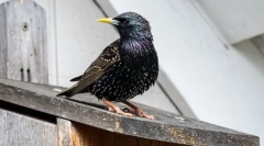 Skzorets - madár mock