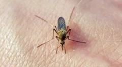 A szúnyogok lábnyoma a testen