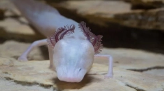 Sleeping salamander - a texas földalatti vízibeszélőjének legmagasabb ragadozója