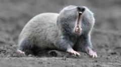 Floum: leírás és életmód