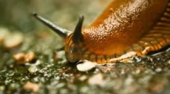 Slug: ki az, amit néznek és károsak?