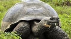 Elefántcsont teknős