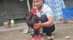 Elefánt csirkék ha dong tao