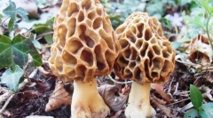 Smorchchki és keményítő