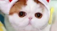 Snoopy-macska: teddy murlyka, aki meghódította az internetet