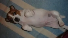 Kutya útlevél: hogyan és mi teszi a bélyegzőt