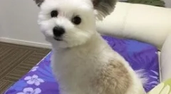 Kutya gawa fülekkel, mint cheburashka