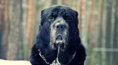 Kutya alabai (fotó): jó érzés a szörnyű megjelenés alatt