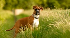 Kutya boxer (fotó): a tenger kedvessége a szörnyű megjelenés alatt