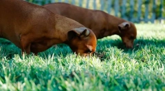 A kutya más állati székletet eszik: miért és hogyan kell elválasztani
