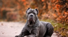 Kutya kane corso (fotó): hűséges barát és védő, amely mindig közel van