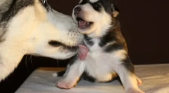 A kutya nyalogatja a tulajdonos lábát: a kisállat megnyilvánulásának okai