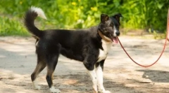 A kutya nem akar járni: a probléma megoldásának okai és módjai