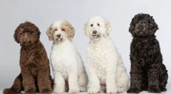 Kutyavezető: 5 legjobb renderelő fajta