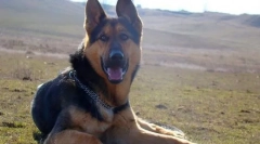 Kutya kelet-európai pásztor kutya (fotó): külföldi védő és igazi barát