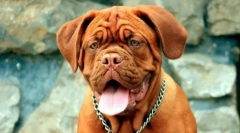 Brachicephali kutyák: a fajták és ajánlások listája a tulajdonosoknak