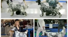 Dmitrij medvegyev kutyák és macskák: ki él a politikában