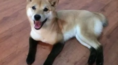 Kutyák, mint a rókák