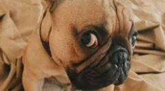 Orosz csillagok kutyák: kedvenc háziállatok