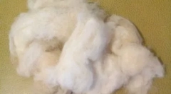 Kutyák hajszálak helyett gyapjú: különleges fajták nagy kérésekkel