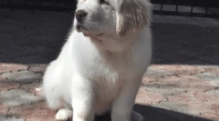 Kutyák a legtöbb, felső kutya rekordok