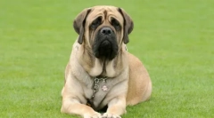 Összecsukható kutyák: ráncos fajtájának áttekintése