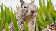 A chipmunk tartalma otthon