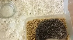 Hedgehog és otthoni ápolás